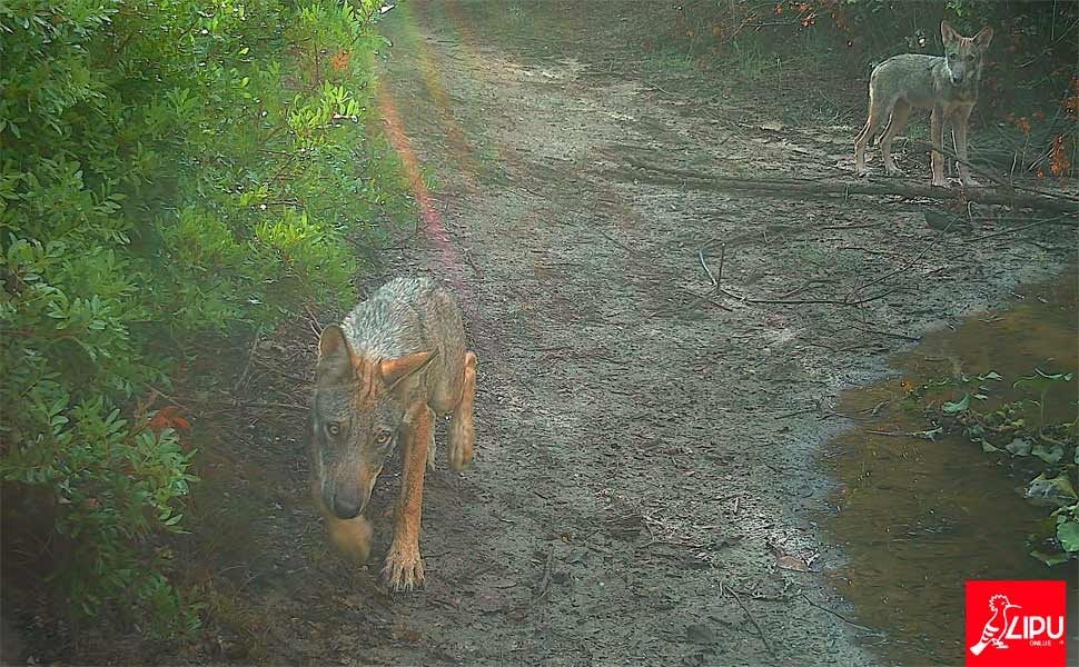 Wolf puppies!