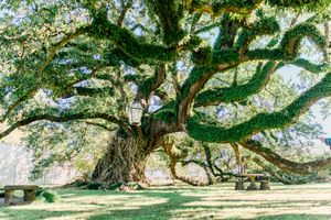 The Sallier Oak  in Lake Charles