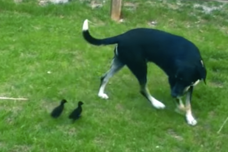 Watch Ducklings Follow Various Creatures That Are Not Their Mom