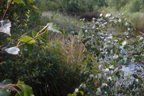 The Peter Fiddler local nature reserve