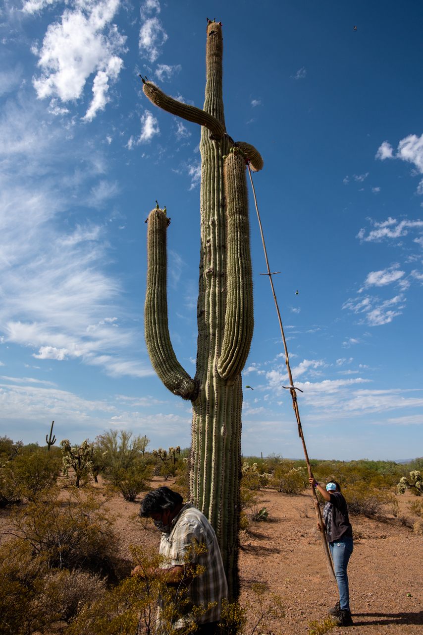 sonoran desert cactus fruit