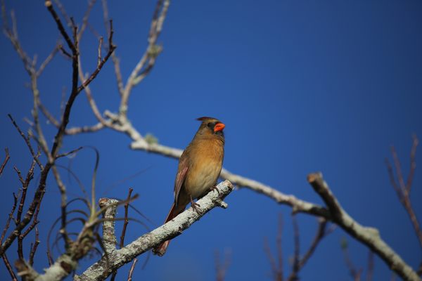 Female songbirds sing, too—but there's so much we still don't know about them.