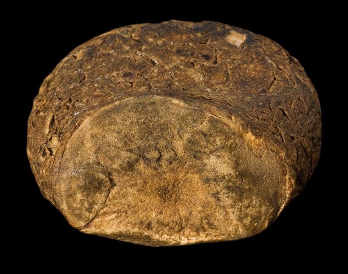One gnarly magic potato, from the Pitt Rivers.
