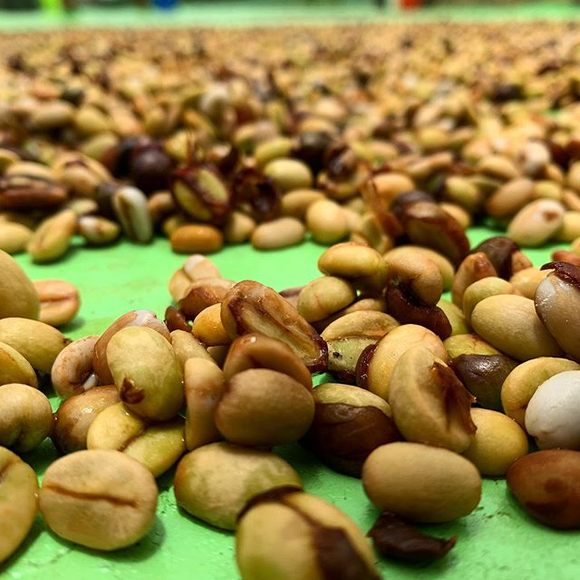 Beans drying at Kona Premium Coffee Company.