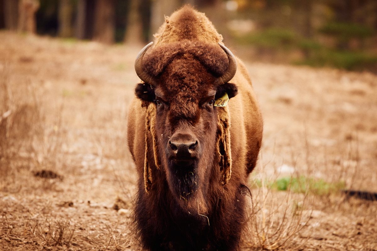 In the past Golden Gate Park’s bison were given thematic names; now, half have names starting with B and the others are referred to by the numbers on their ear tags.