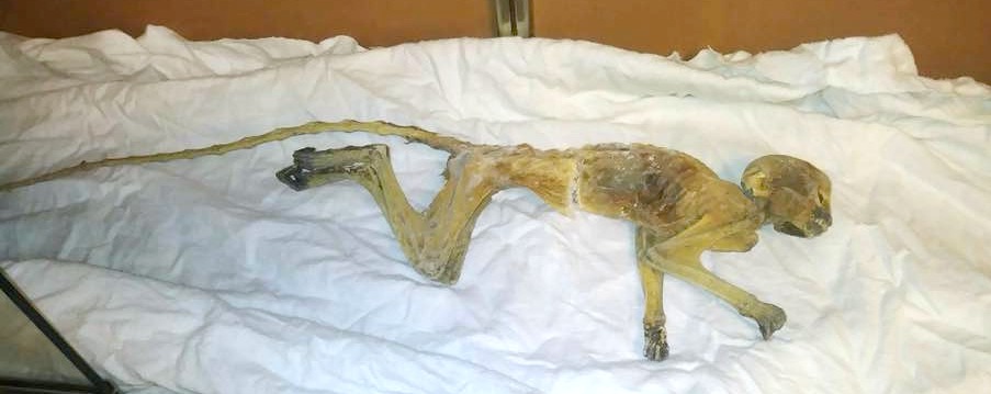 The mummified monkey in question.