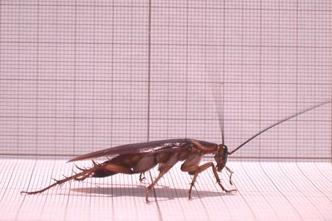 A cockroach.