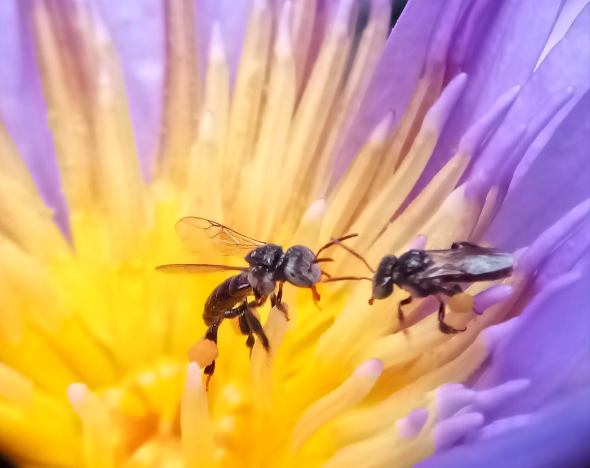 Many animals, including insects such as these stingless bees, <em>Tetragonula laeviceps</em>, share complex information with each other—but is it language?