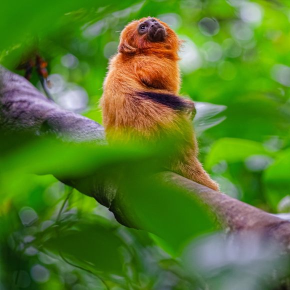 Golden lion tamarin, Endangered Primates