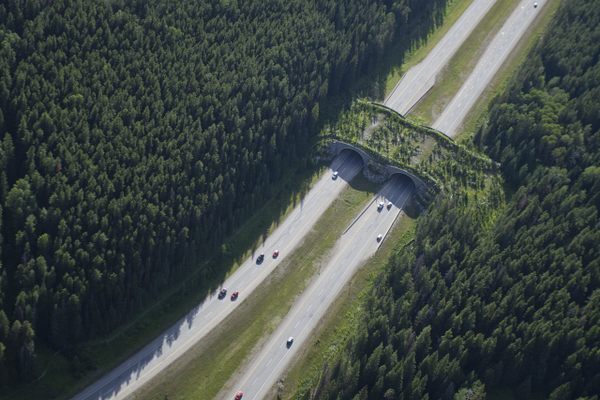 The crossing offers a safer way for animals to move across the highway.