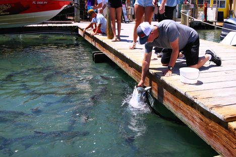 A school of more than 100 tarpons visit Robbie's daily. 