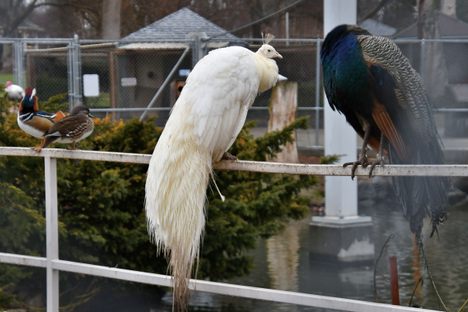 Pioneer Park Aviary