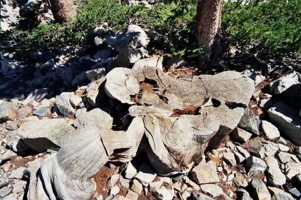 Prometheus Tree Stump