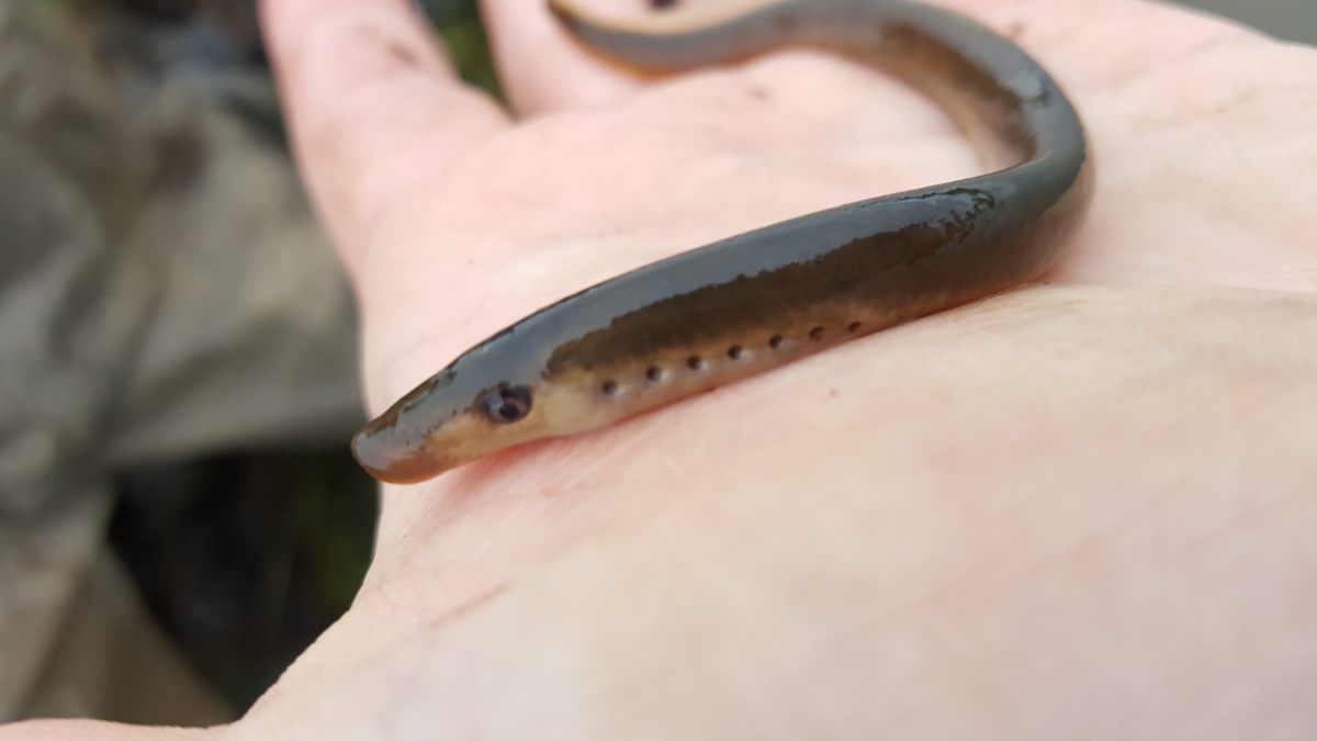 A Pacific lamprey.
