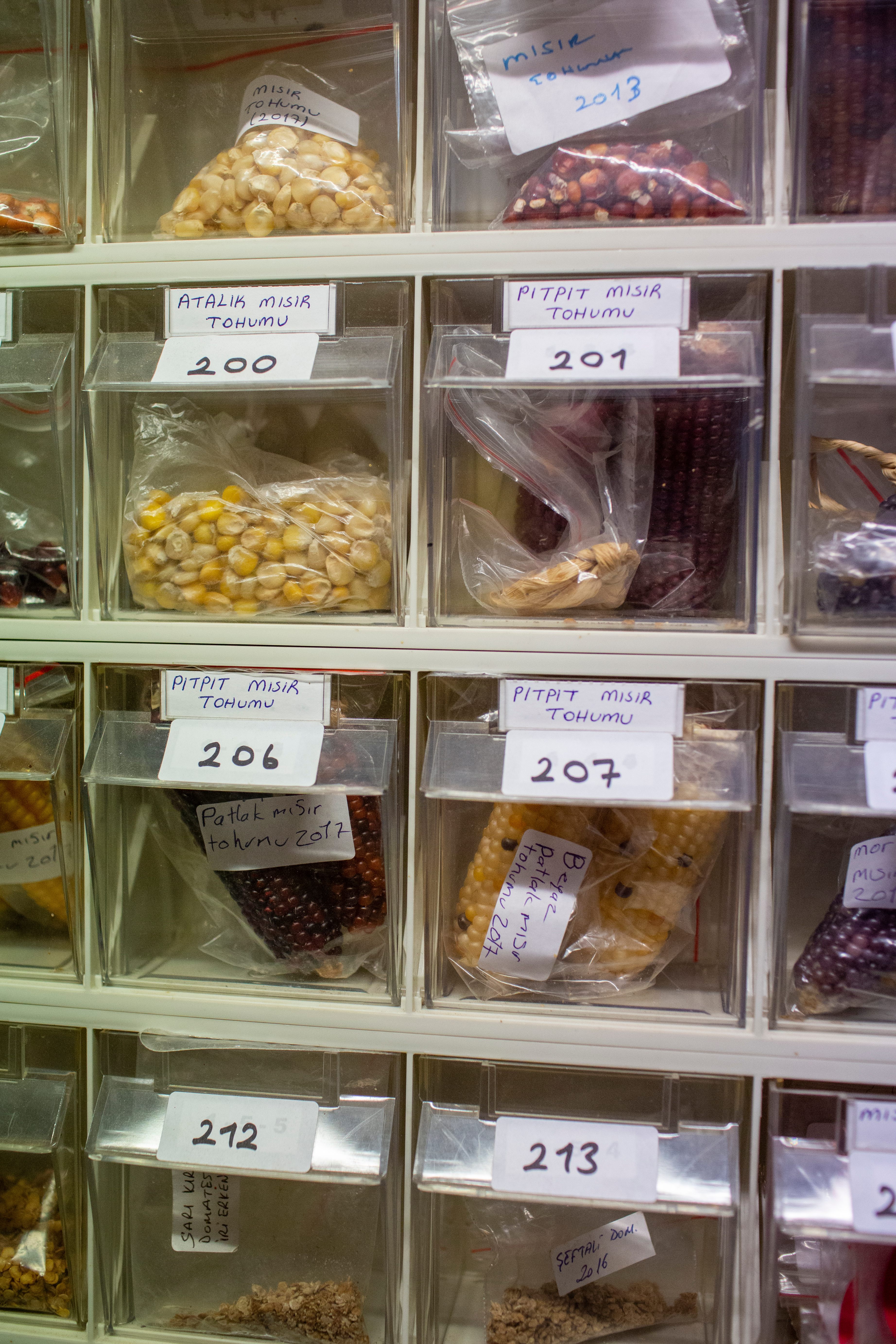 Kuşçu diligently organized and numbered every seed in her collection, including many varieties of corn.