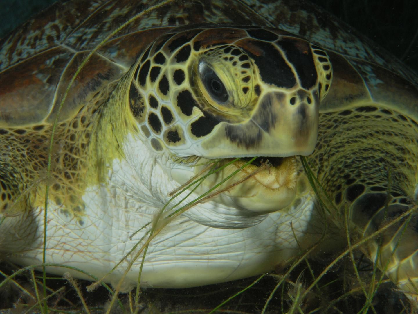 The Troubles and Hidden Benefits of Seagrass