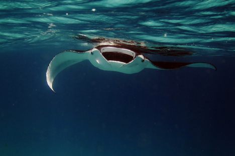 Why Scientists Are Studying the Dining Habits of Manta Rays