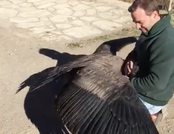 Local Condor Embraces the Argentinian Farmer Who Rescued It - Atlas Obscura