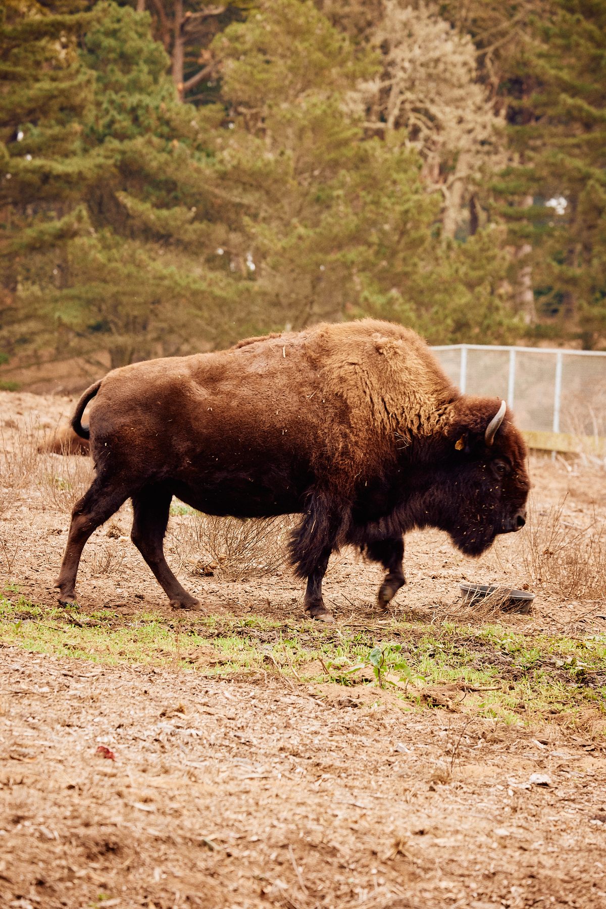 The majestic American bison thrives today thanks in part to the Golden Gate Park herd. 