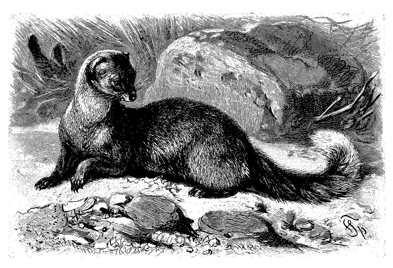 Initially, Gef said he was a weasel, but later corrected himself and said he was, in fact, the ghost of a dead mongoose.