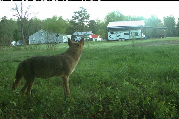 A coyote ogles some real estate.