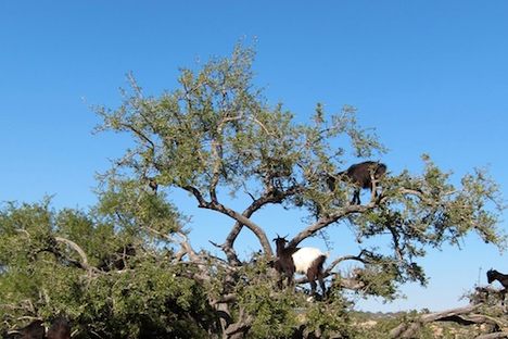 Goat vs. Goat
