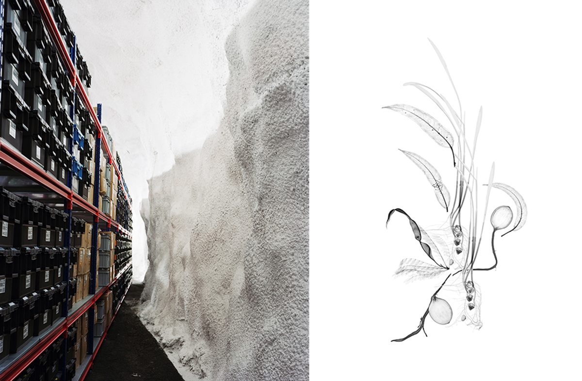 Unsurprisingly, it's chilly in Svalbard (left). Doherty made this digital collage (right) from X-rays of plants at the National Center for Genetic Resources Preservation in the United States and PlantBank in Australia.