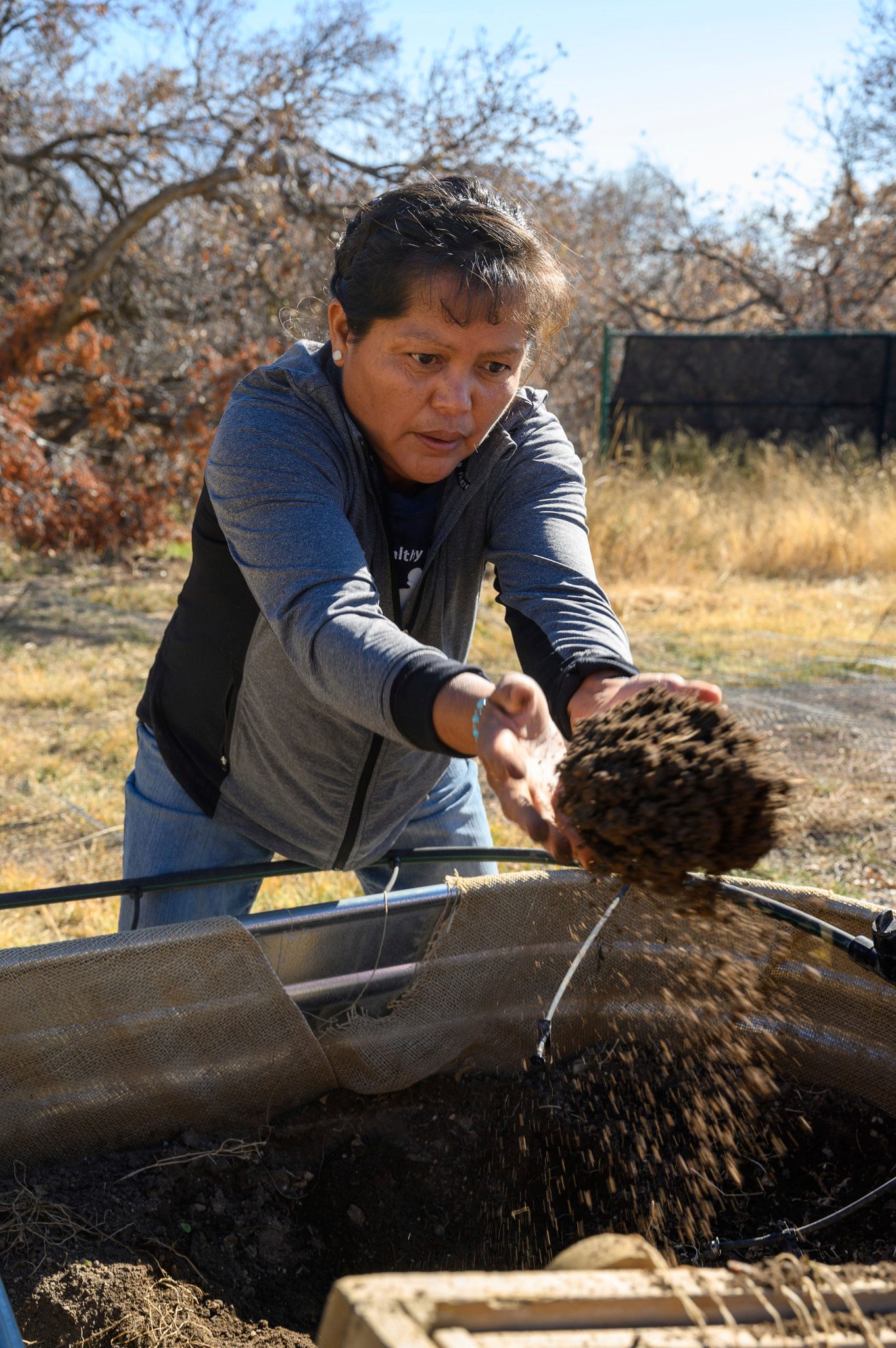 Lucretia Holiday harvesting tubers in November 2019 at Red Butte Garden.