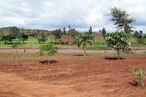 Newly planted trees dot an Ethiopian field.