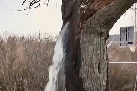 The mulberry tree gushing water from its trunk.