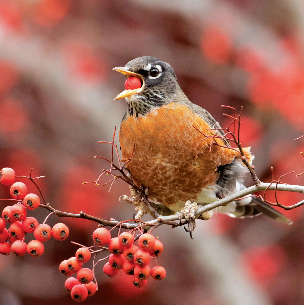 An American robin feasting on berries.