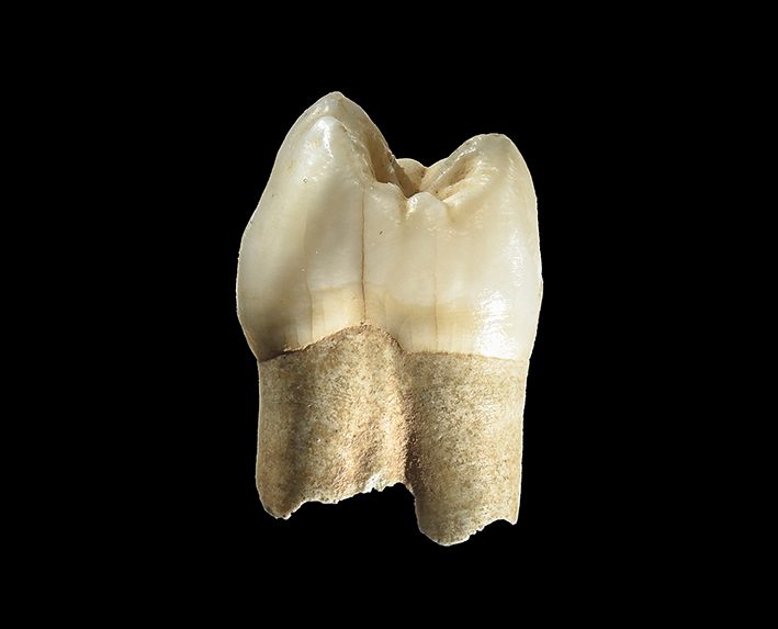 The Neanderthal premolar unearthed in Wezmeh Cave.