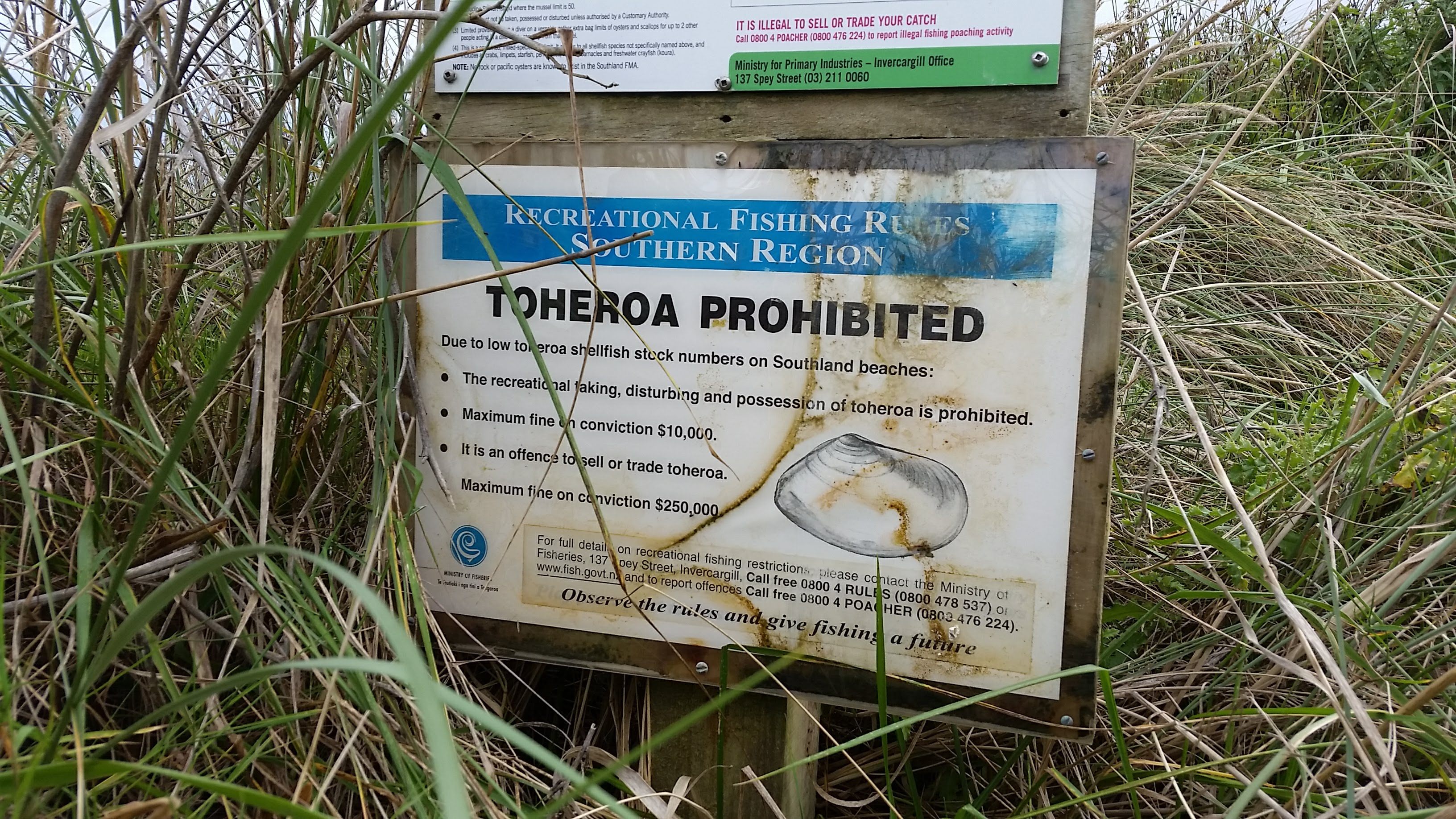 Poaching toheroa can come with steep fines.