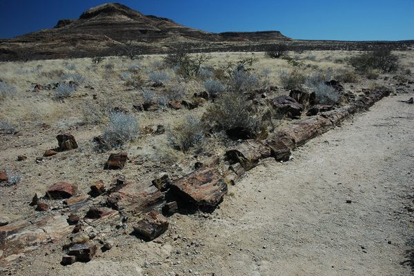 Petrified Forest Namibia