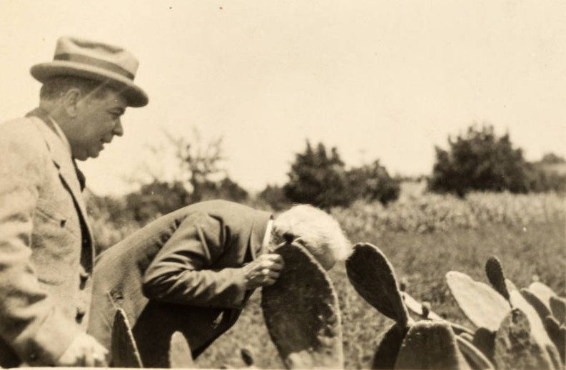 Burbank, around 1912, rubbing his face on a cactus.
