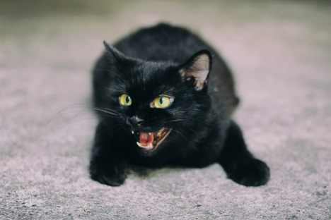 Five of the seven black cats are still reportedly missing. Police are on the case. 