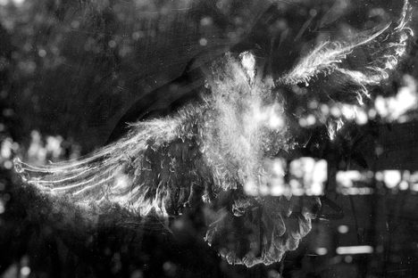 When a pigeon hit this plate-glass window, he left a ghost behind.