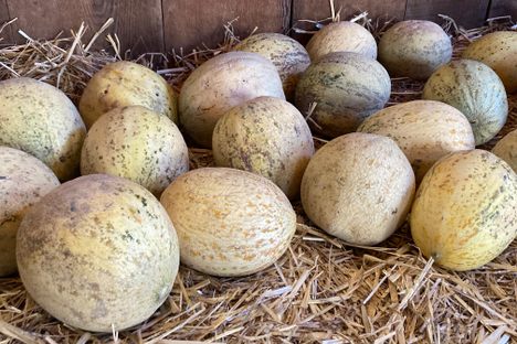 Crane Melon Barn