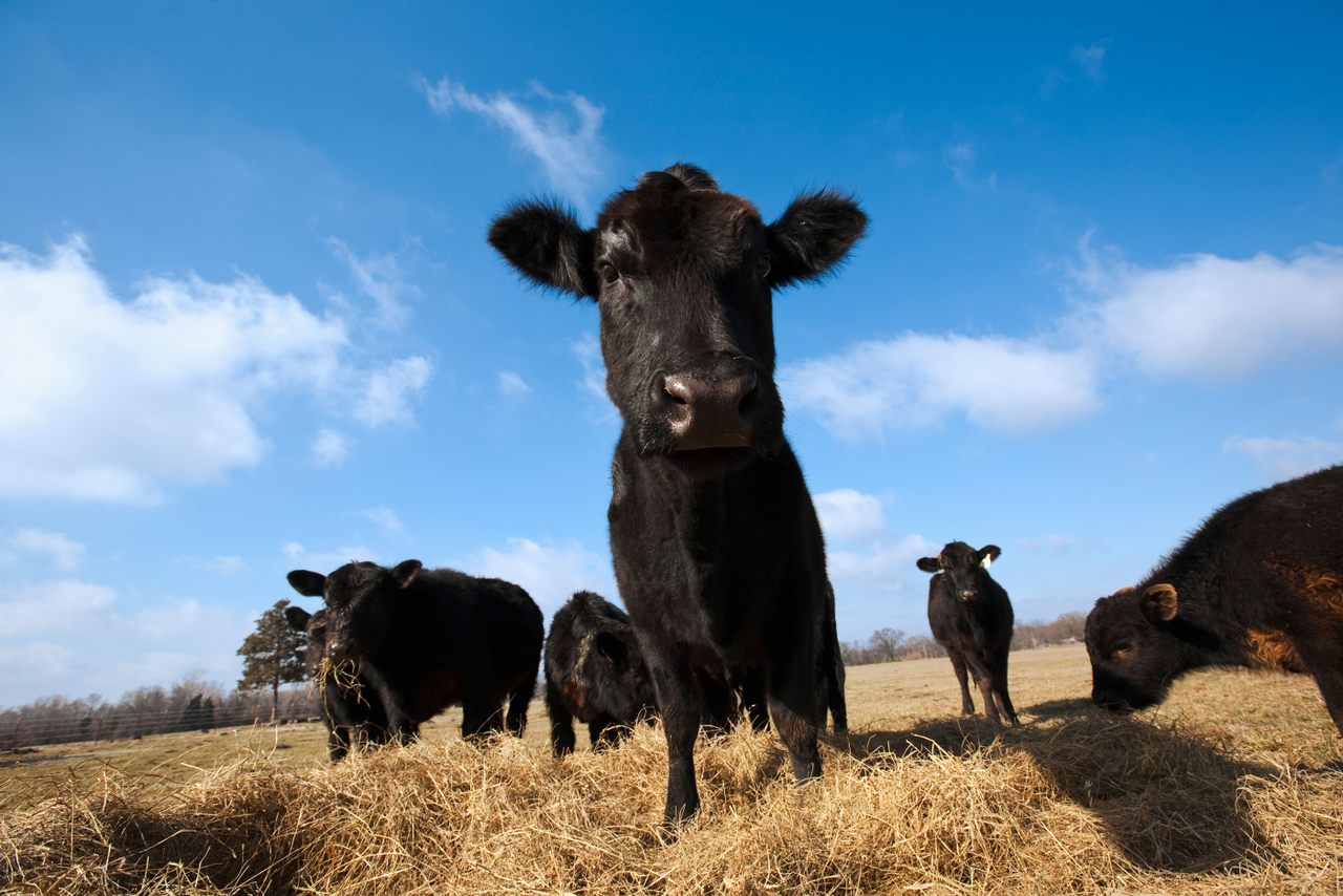 Angus cattle, such as these in Arkansas, are among the varieties of livestock and farmed aquatic animals preserved in the livestock gene bank.