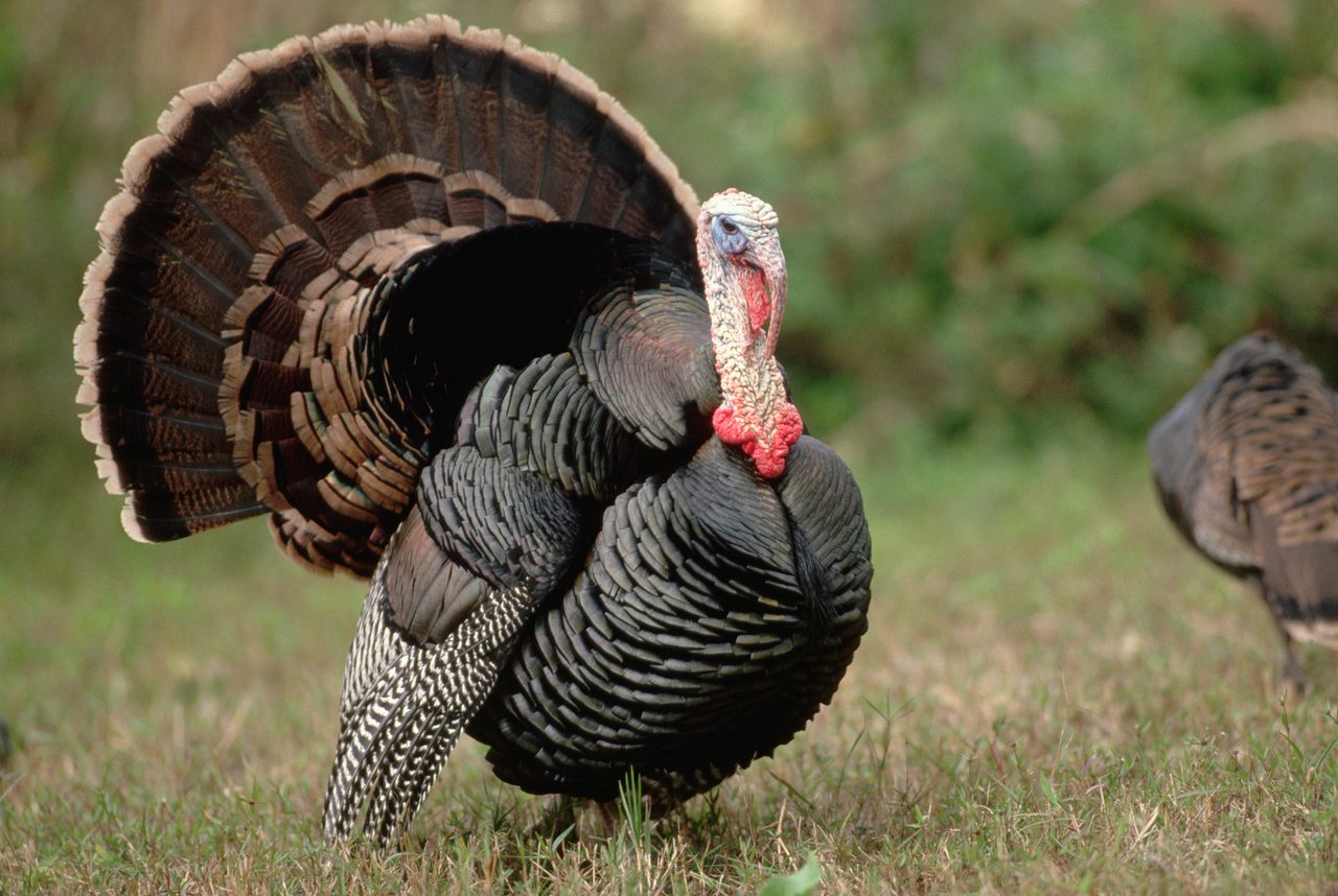 A wild turkey displays its tail feathers.