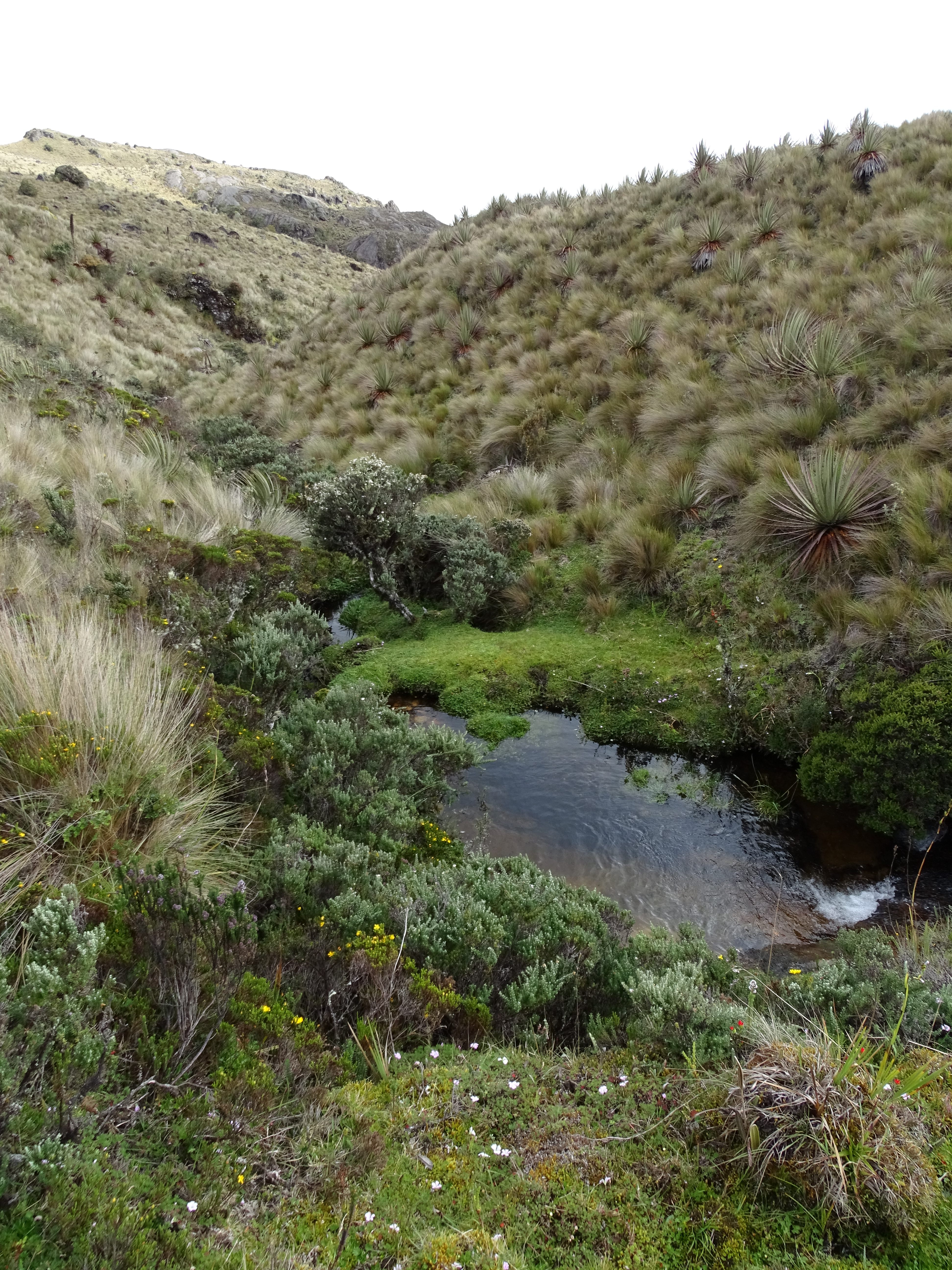 The hillstar's habitat is a patchwork of emerald and khaki.