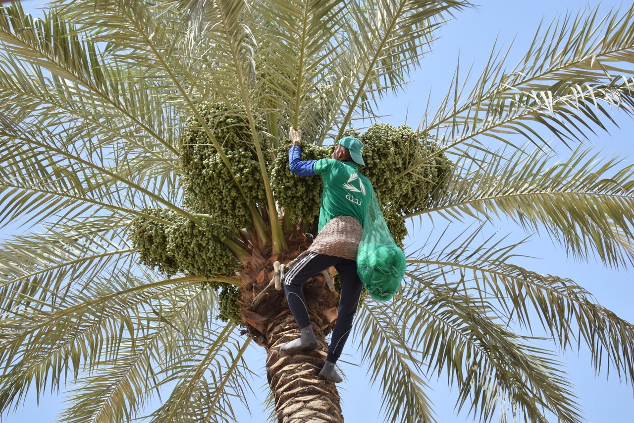 Climbing date trees can be a perilous task.