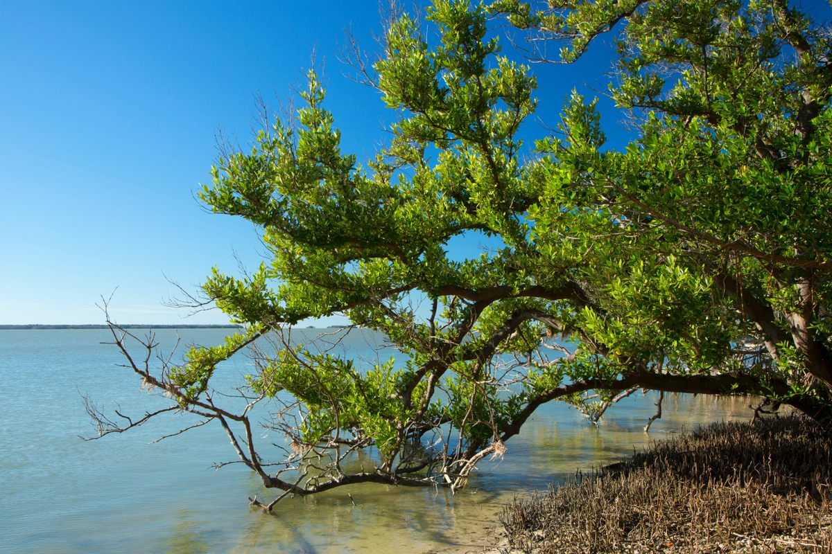A mangrove grows along the Guy Bradley Trail in Florida’s Everglades National Park.