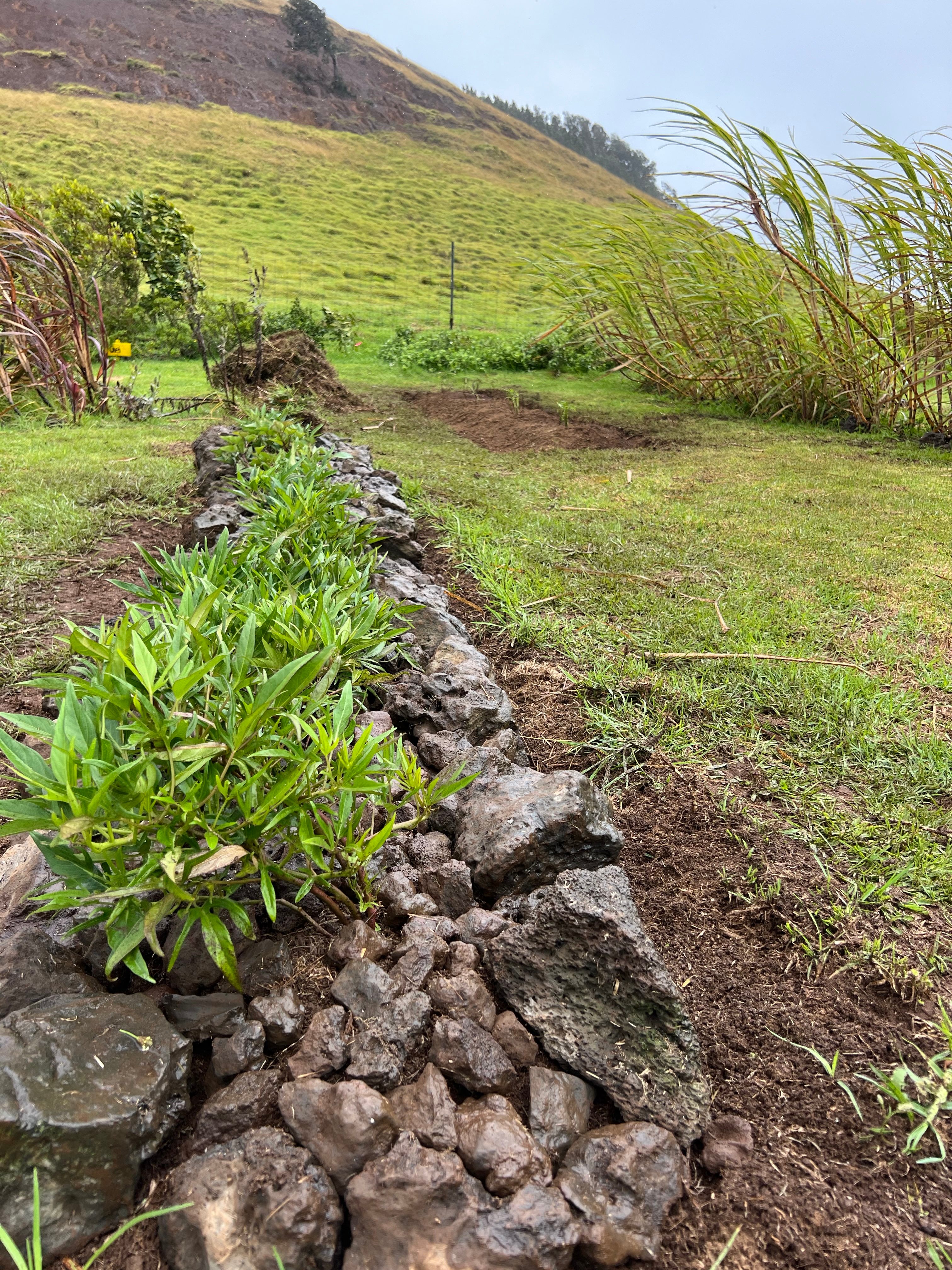 In a plot of planted sweet potatoes, the team has placed pōhaku (rocks) on mounds to collect rain water and to deter wild turkeys.