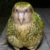 Profile image for Hb Kakapo