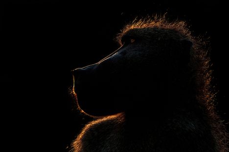 The Untold Story of the World's First Monkey Face Transplant