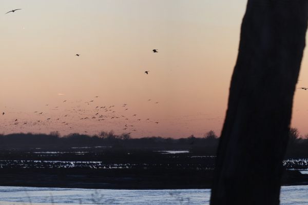 Migrating sandhill cranes (Antigone canadensis canadensis) return to their overnight roosting area in the Platte River near Kearney, Nebraska, at dusk. 