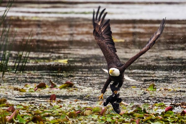 A bald eagle catches a coot in its talons at Orlando Wetlands Park in February 2023. The park—a natural wastewater treatment facility—attracts more than 230 bird species, as well as alligators, turtles, bobcats, and other wildlife.