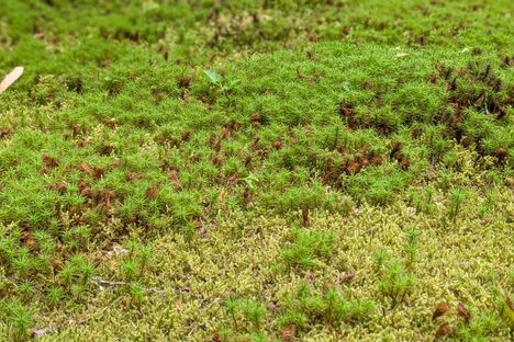 Close-up of moss at Kokedera