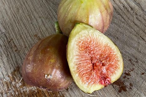 The Higby variety of the Hog Island Fig.